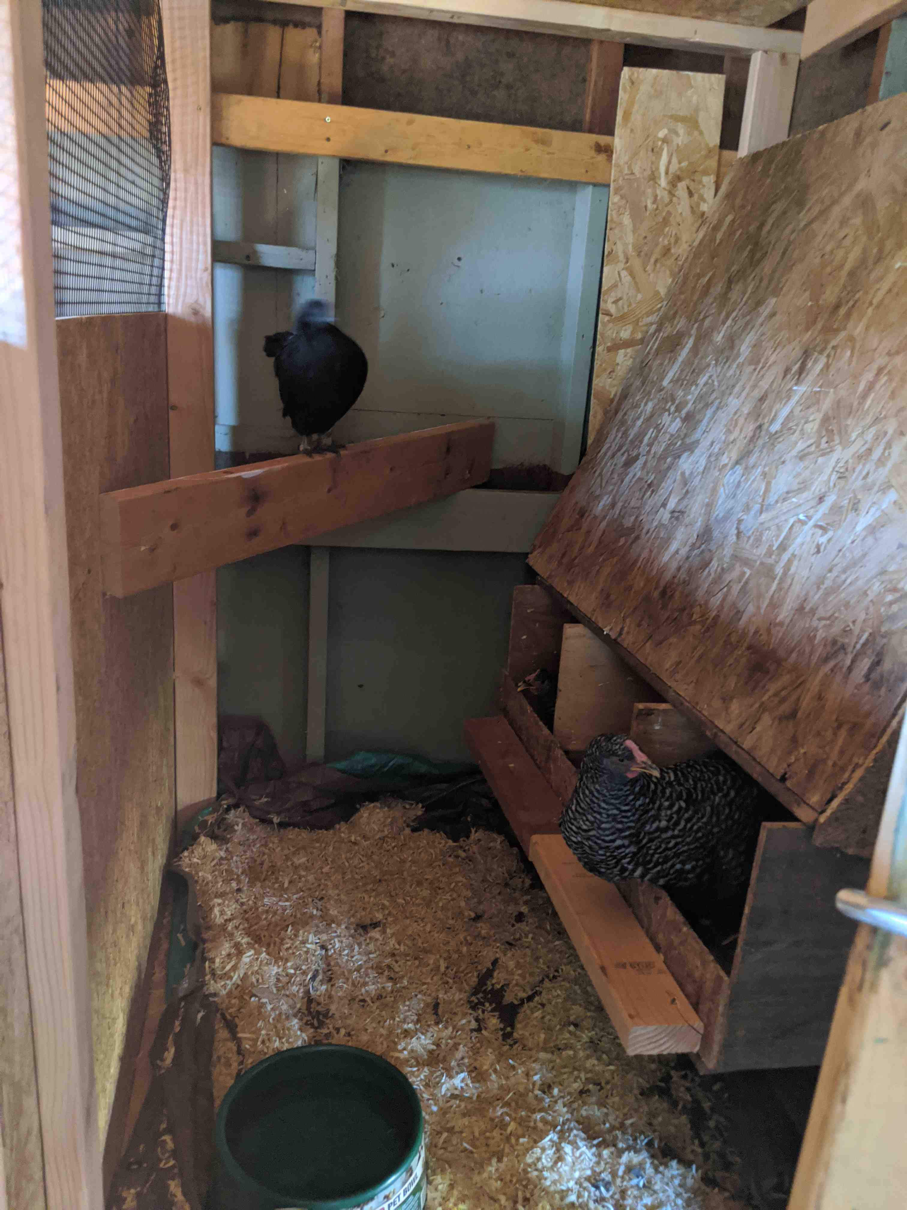 Inside the coop